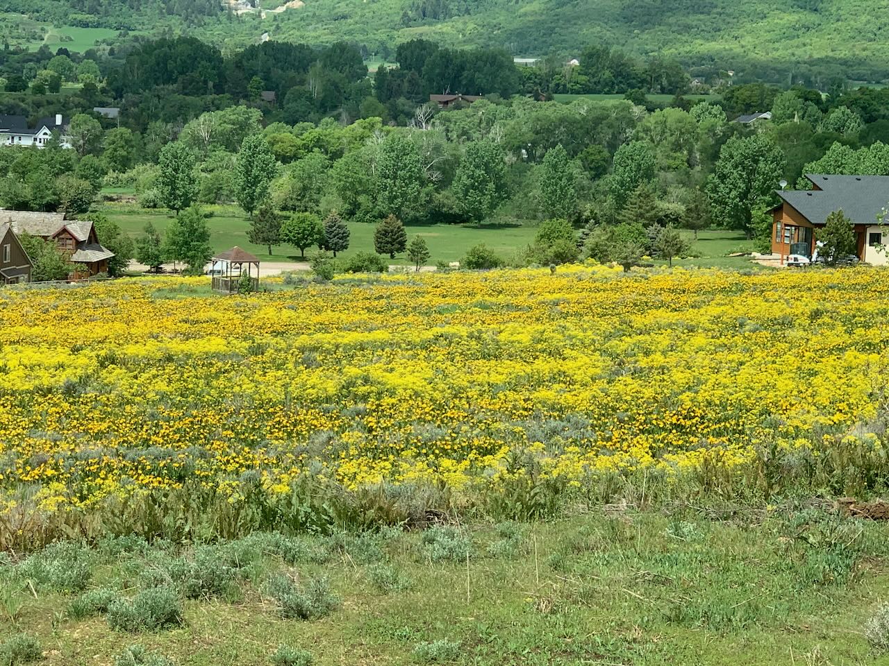 Dyer’s Woad: An Invasive Threat in Utah